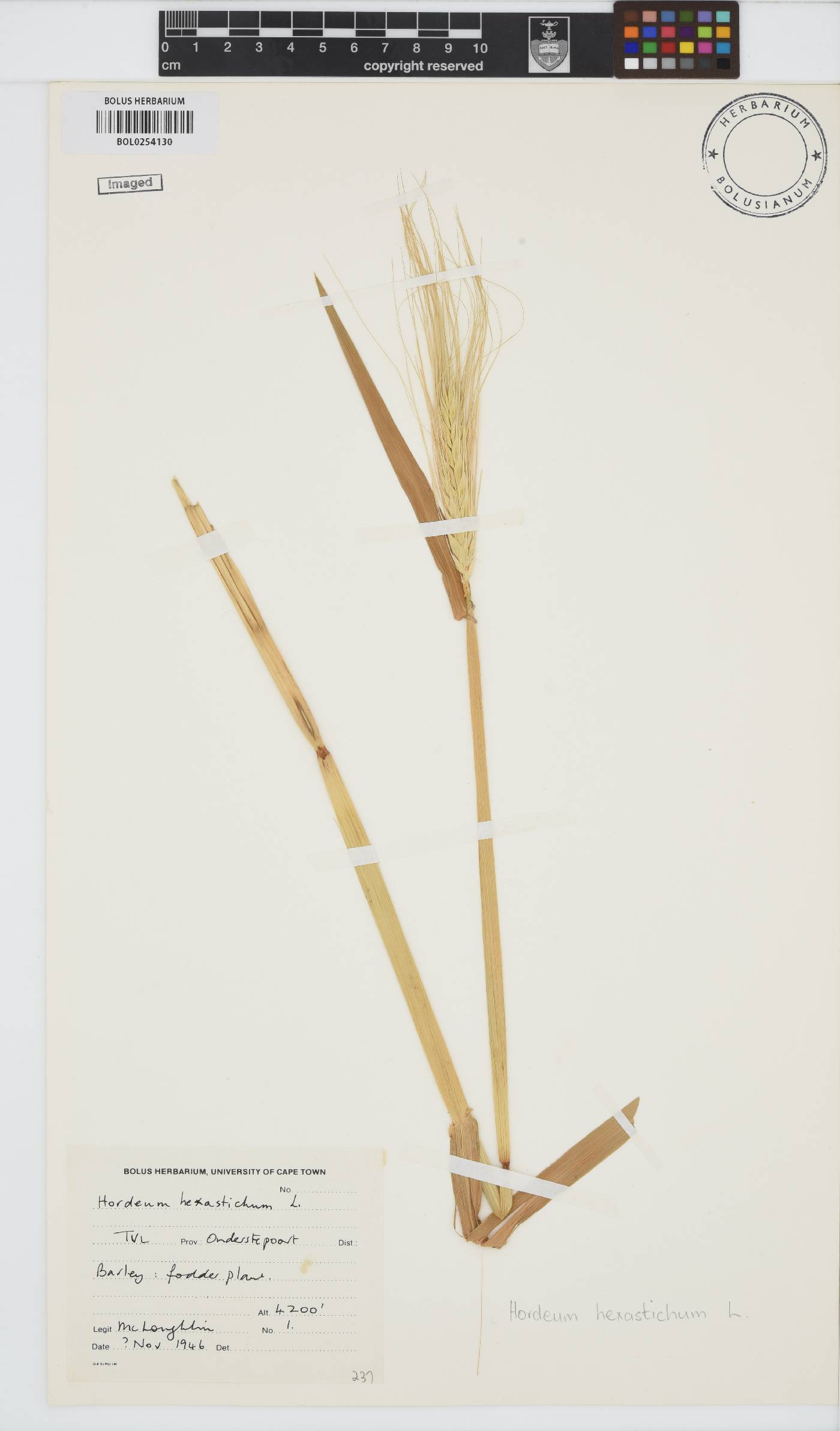 Hordeum vulgare subsp. vulgare image