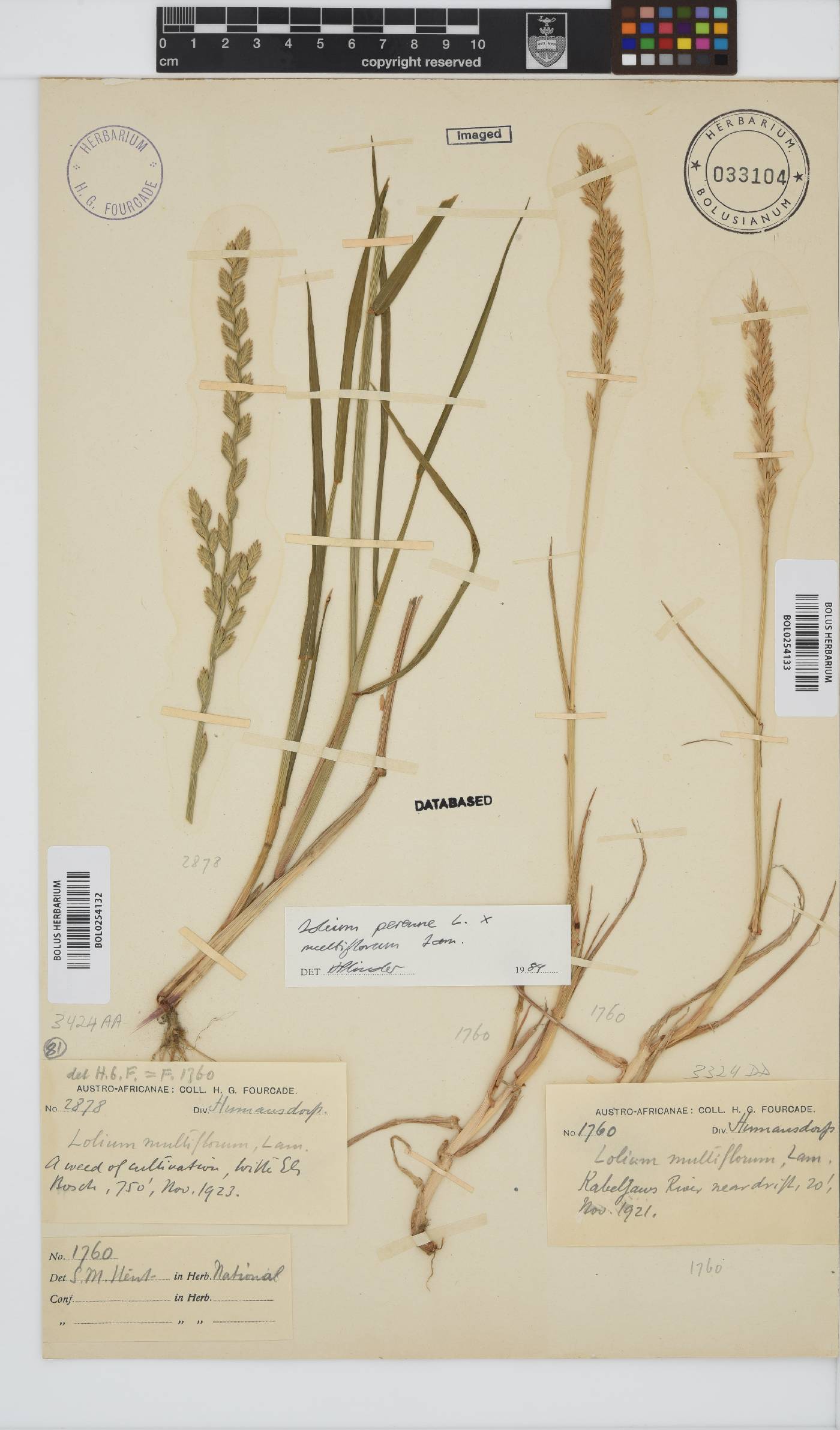 Lolium perenne image