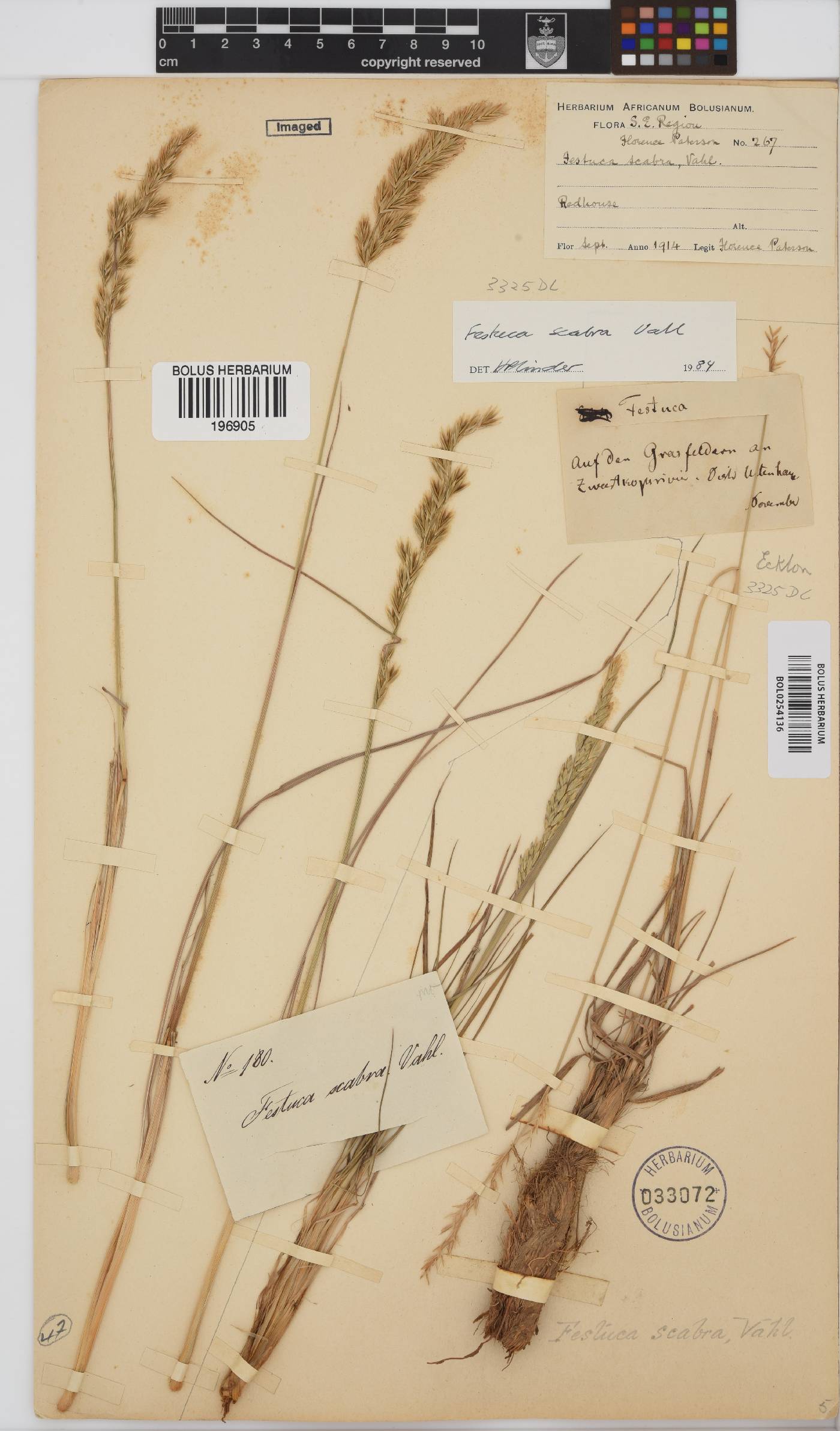 Festuca scabra image