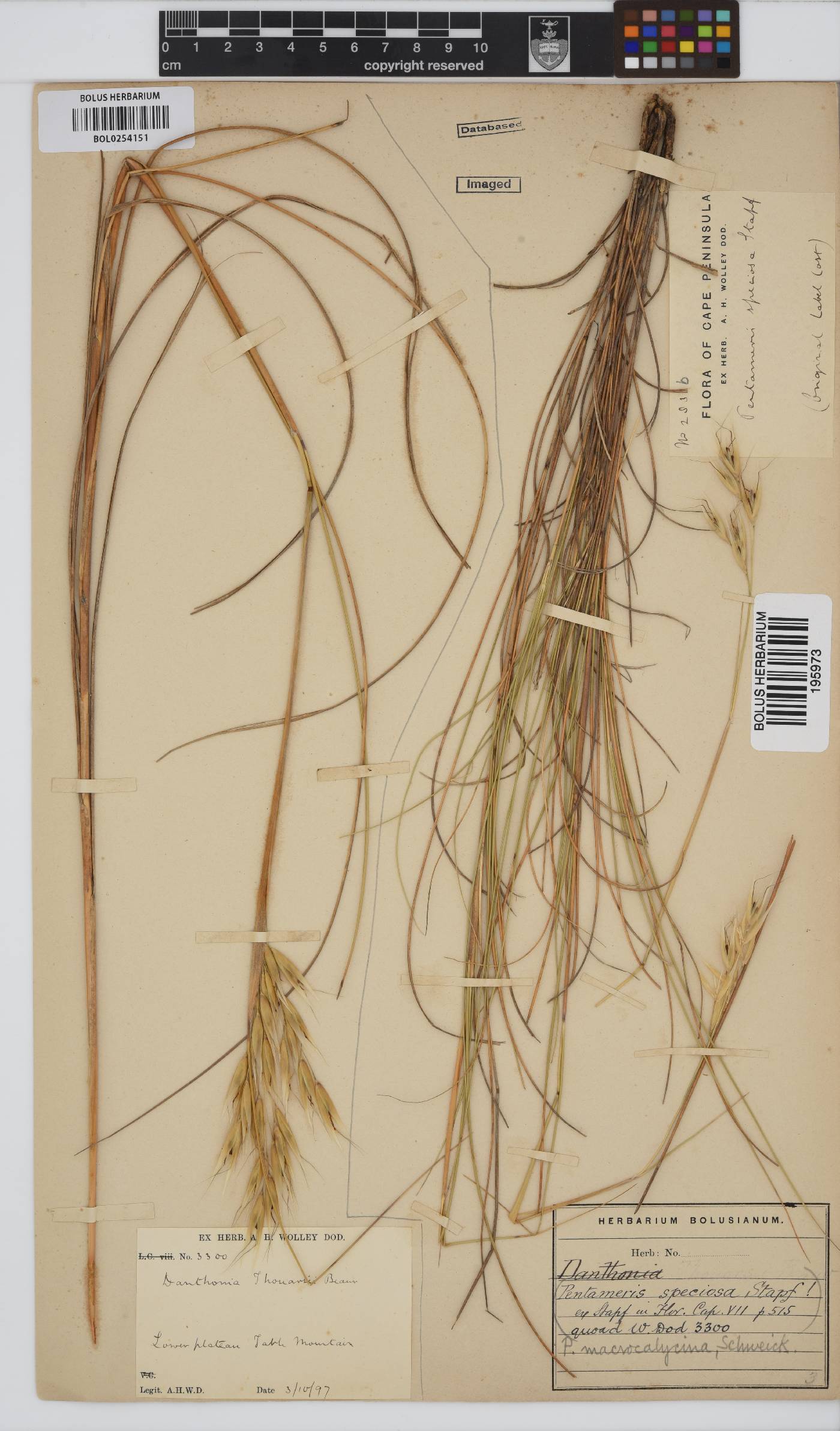 Pentameris macrocalycina image