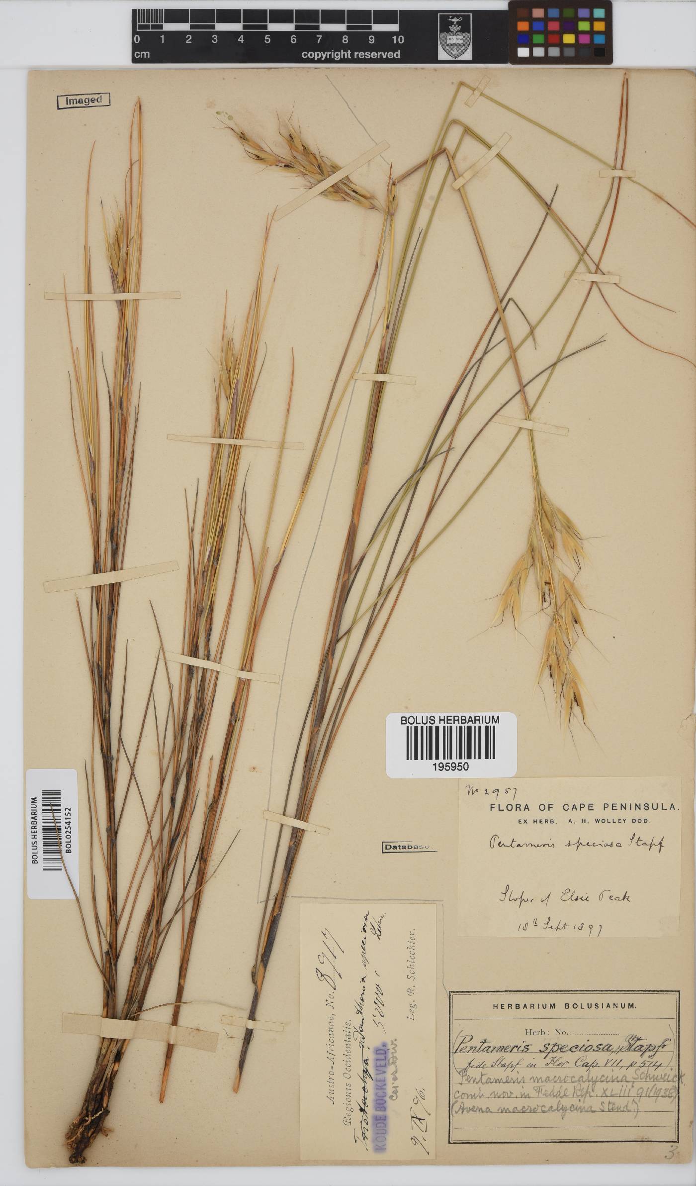 Pentameris macrocalycina image