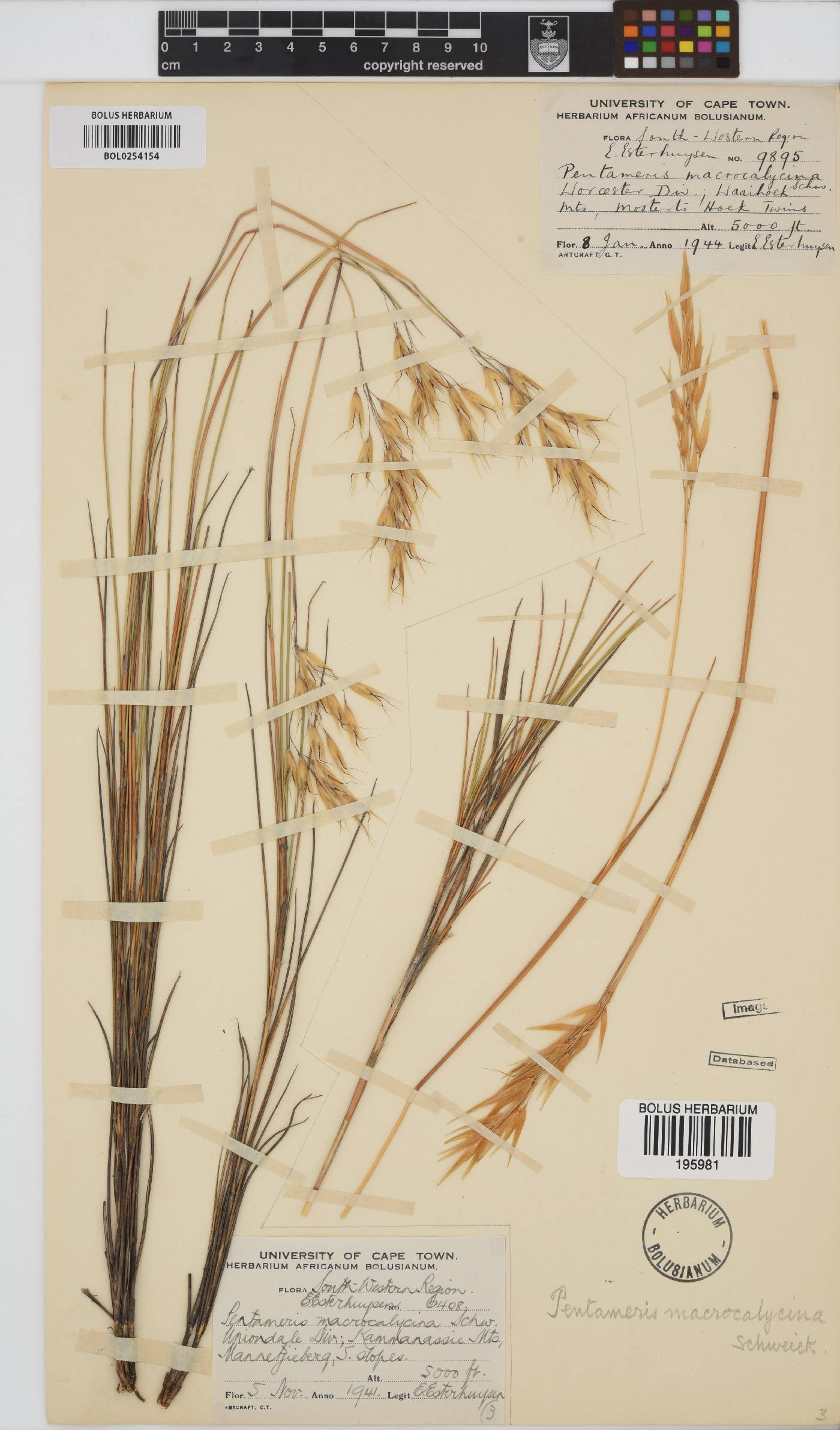 Pentameris macrocalycina image