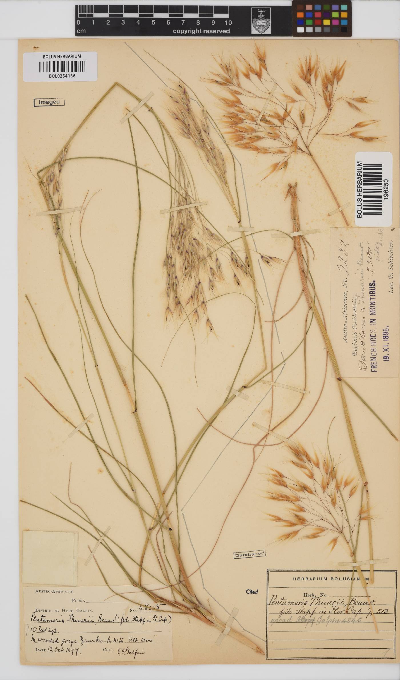 Pentameris thuarii image