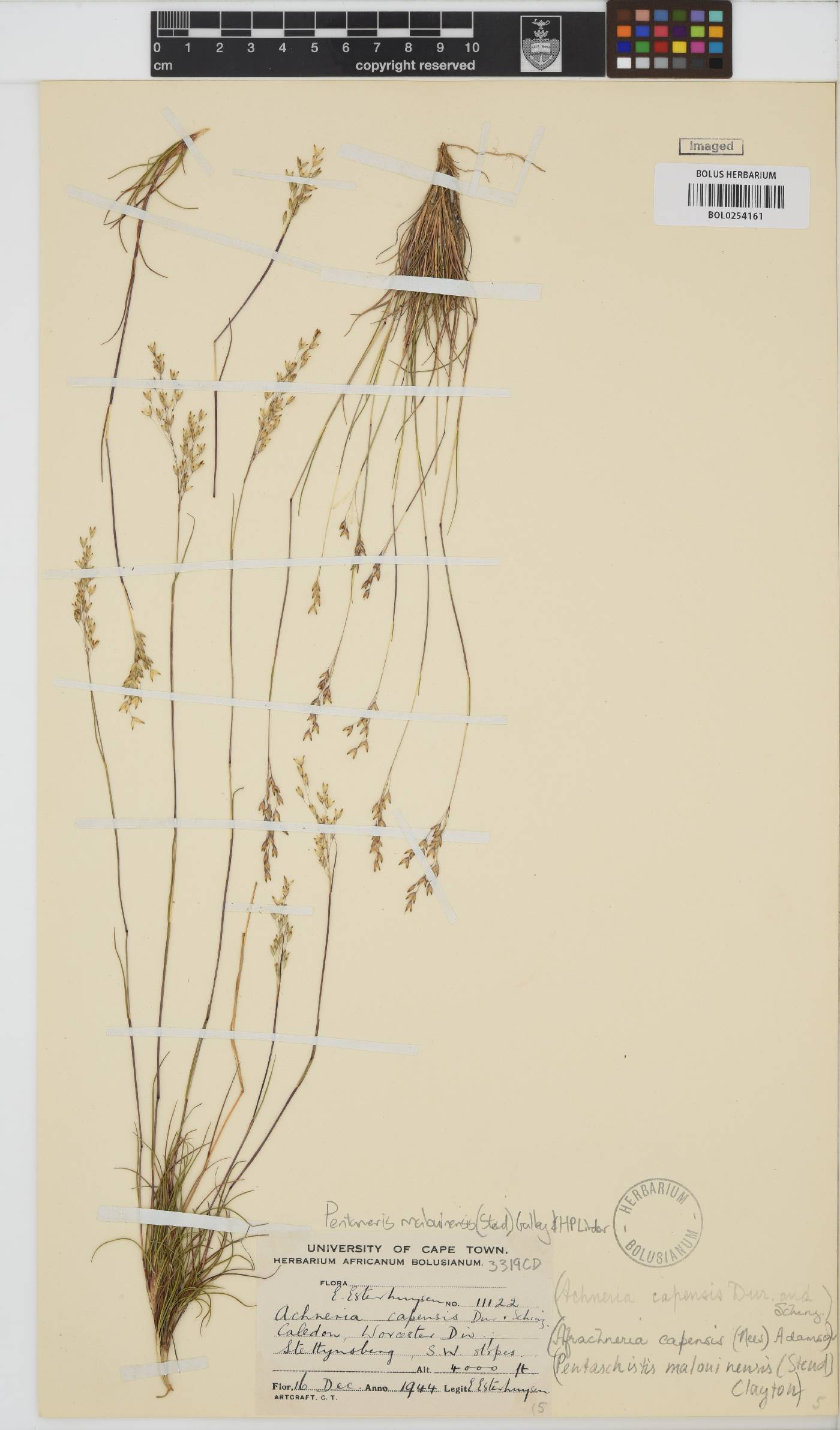 Pentameris malouinensis image