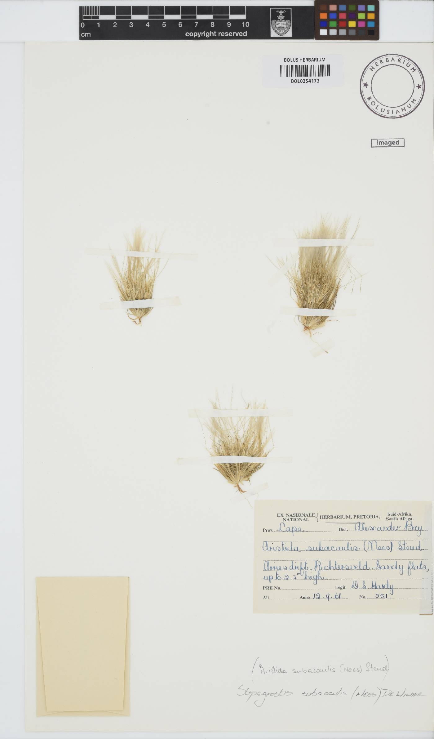 Stipagrostis subacaulis image