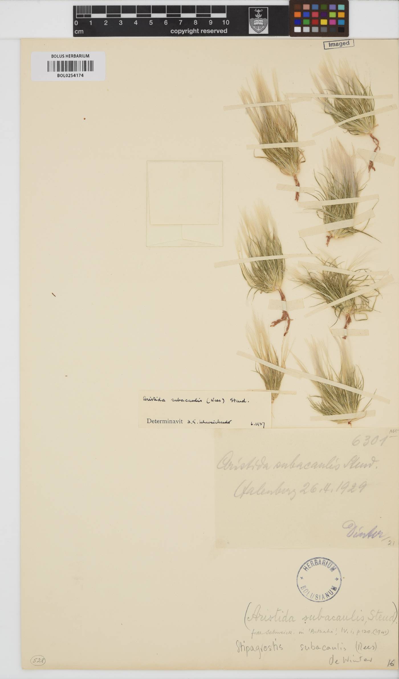 Stipagrostis subacaulis image