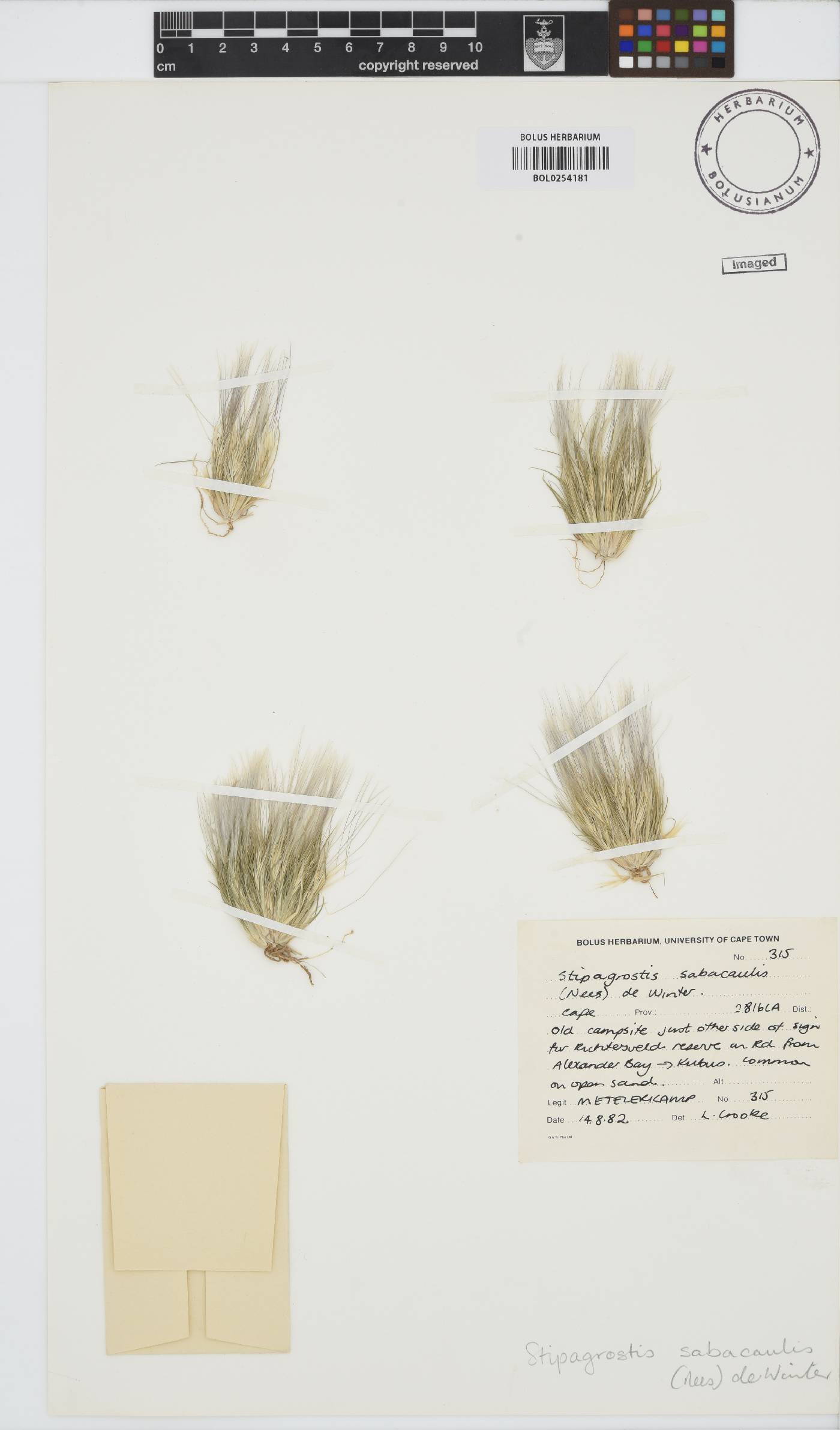 Stipagrostis subacaulis image