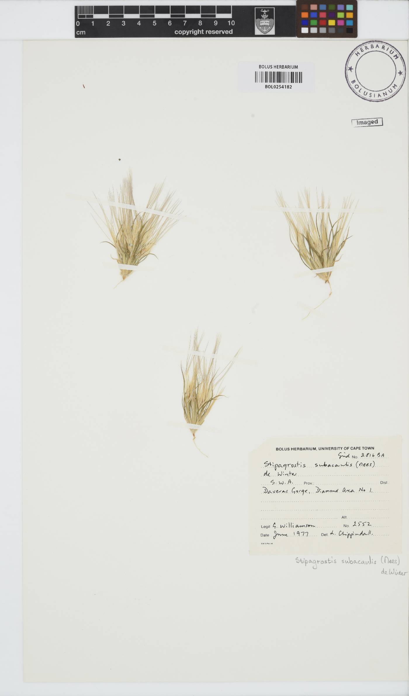 Stipagrostis subacaulis image