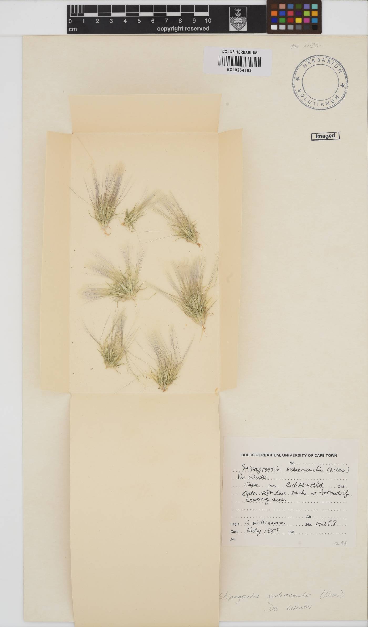 Stipagrostis subacaulis image