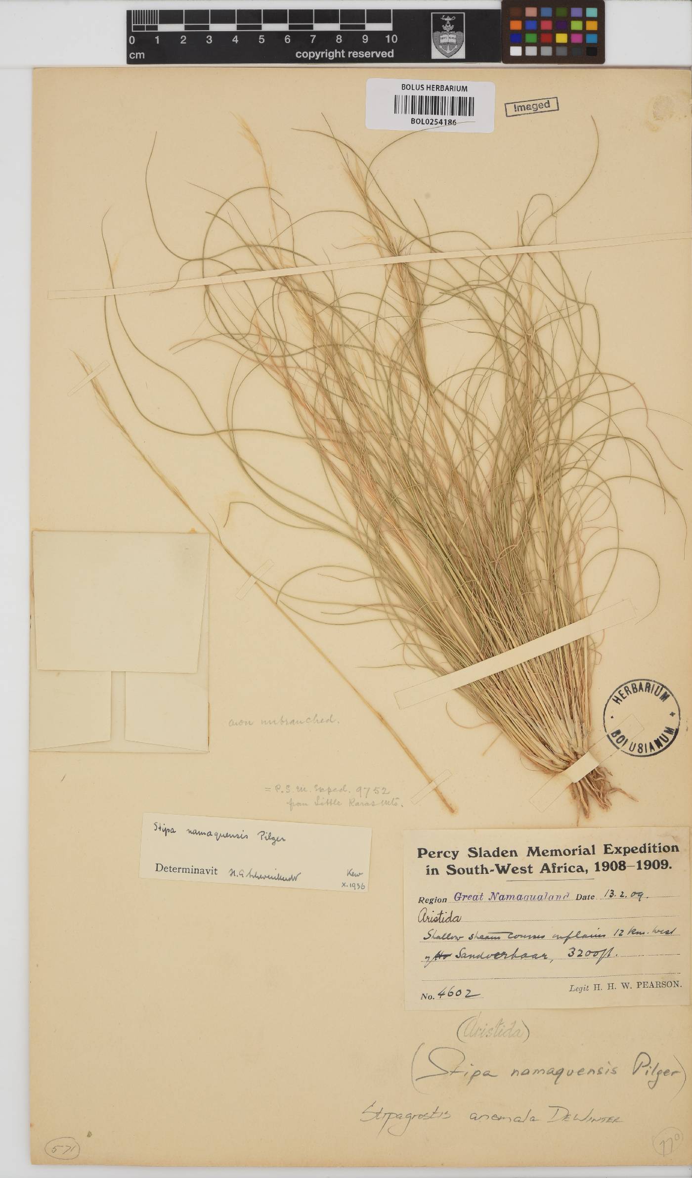 Stipagrostis anomala image
