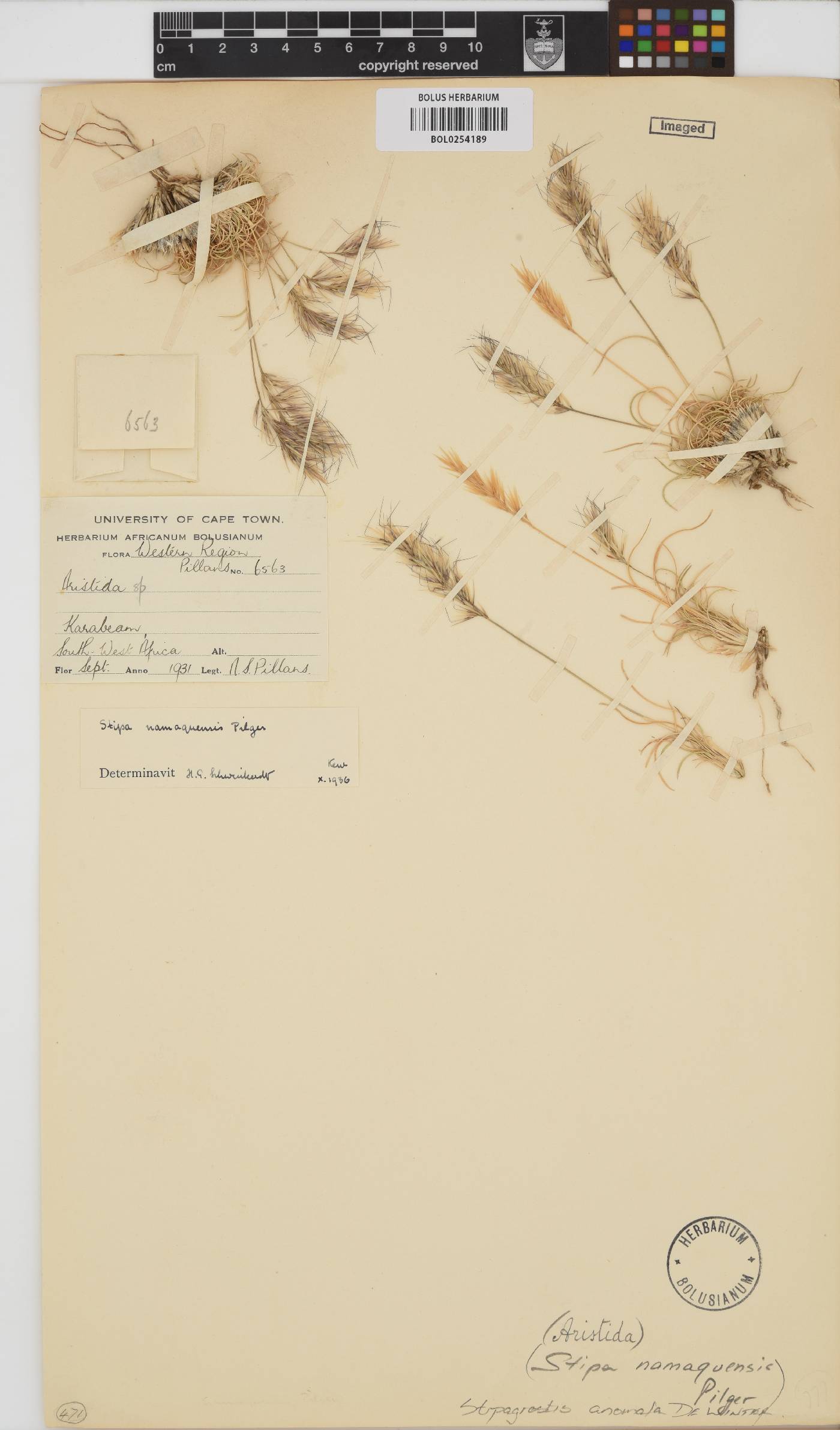 Stipagrostis anomala image