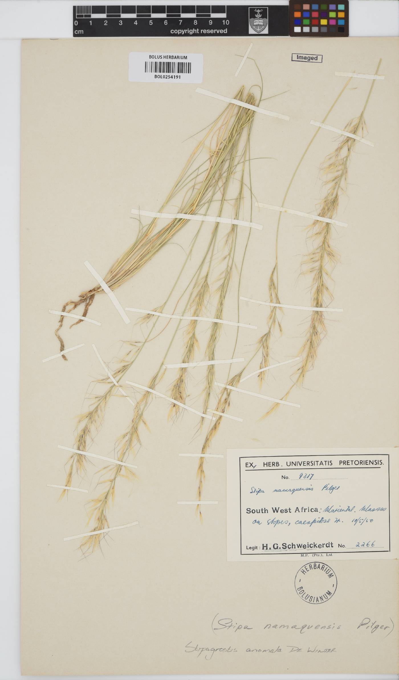Stipagrostis anomala image