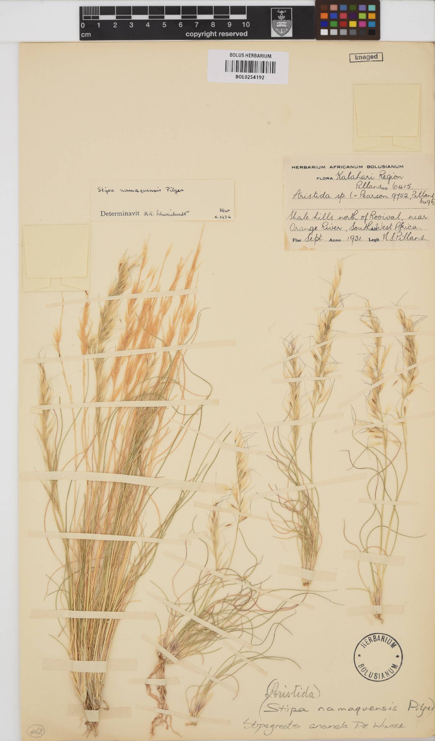 Stipagrostis anomala image