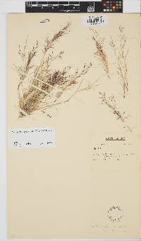 Aristida parvula image