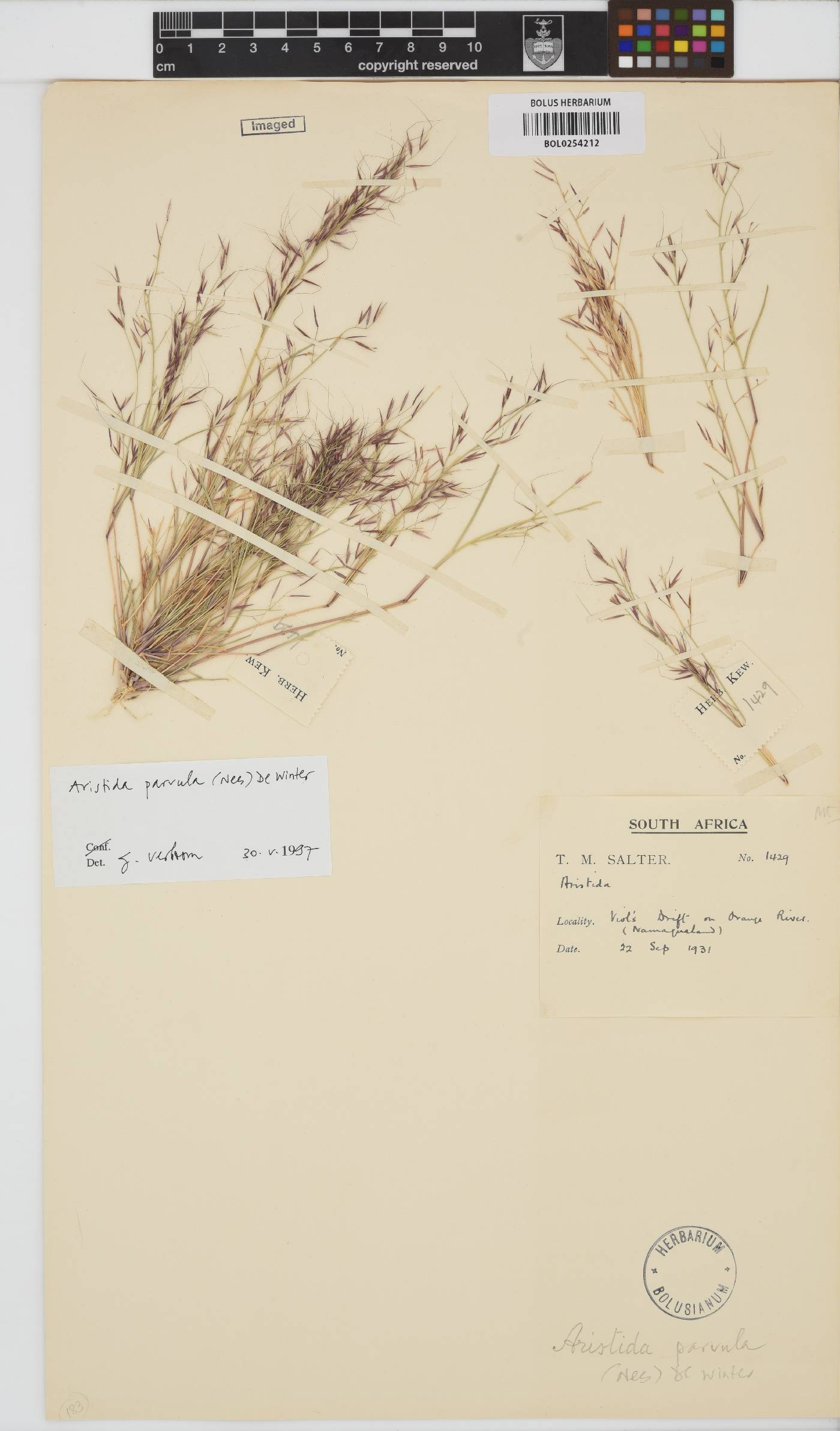 Aristida parvula image