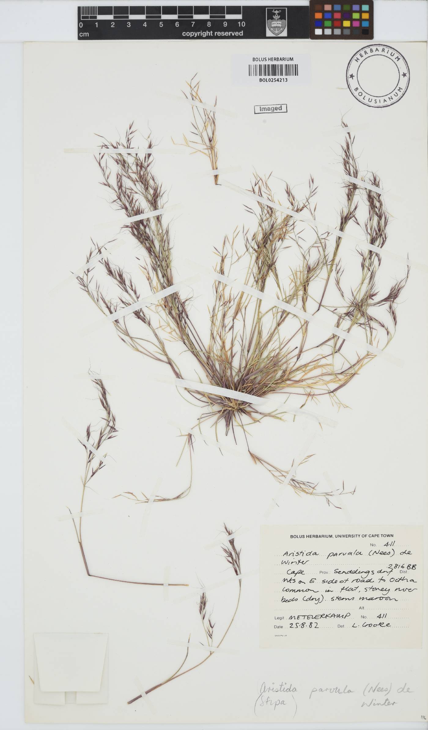 Aristida parvula image