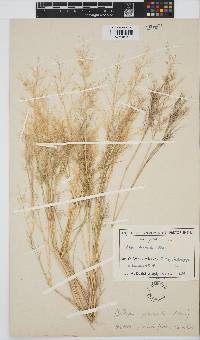 Aristida parvula image