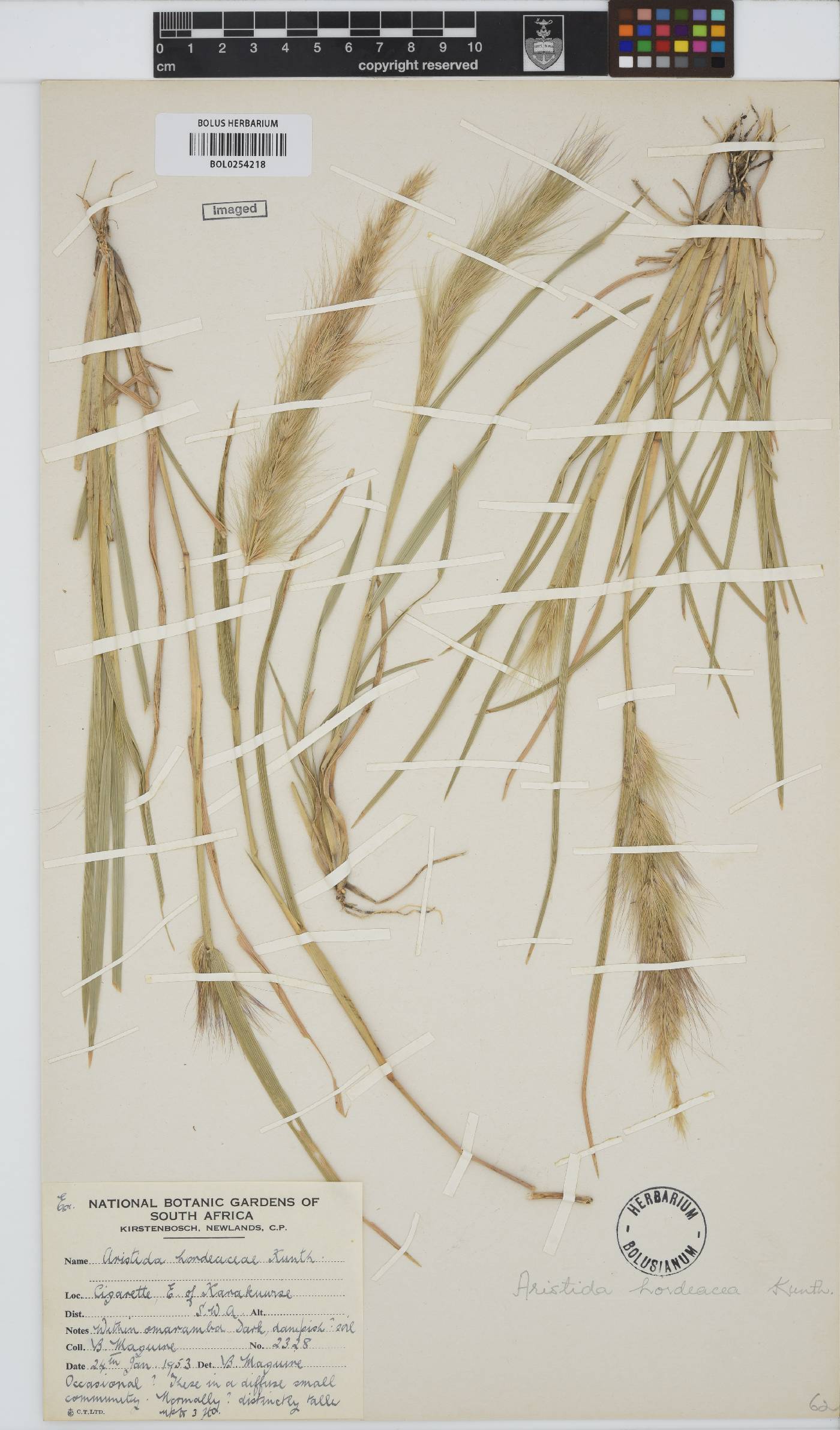 Aristida hordeacea image