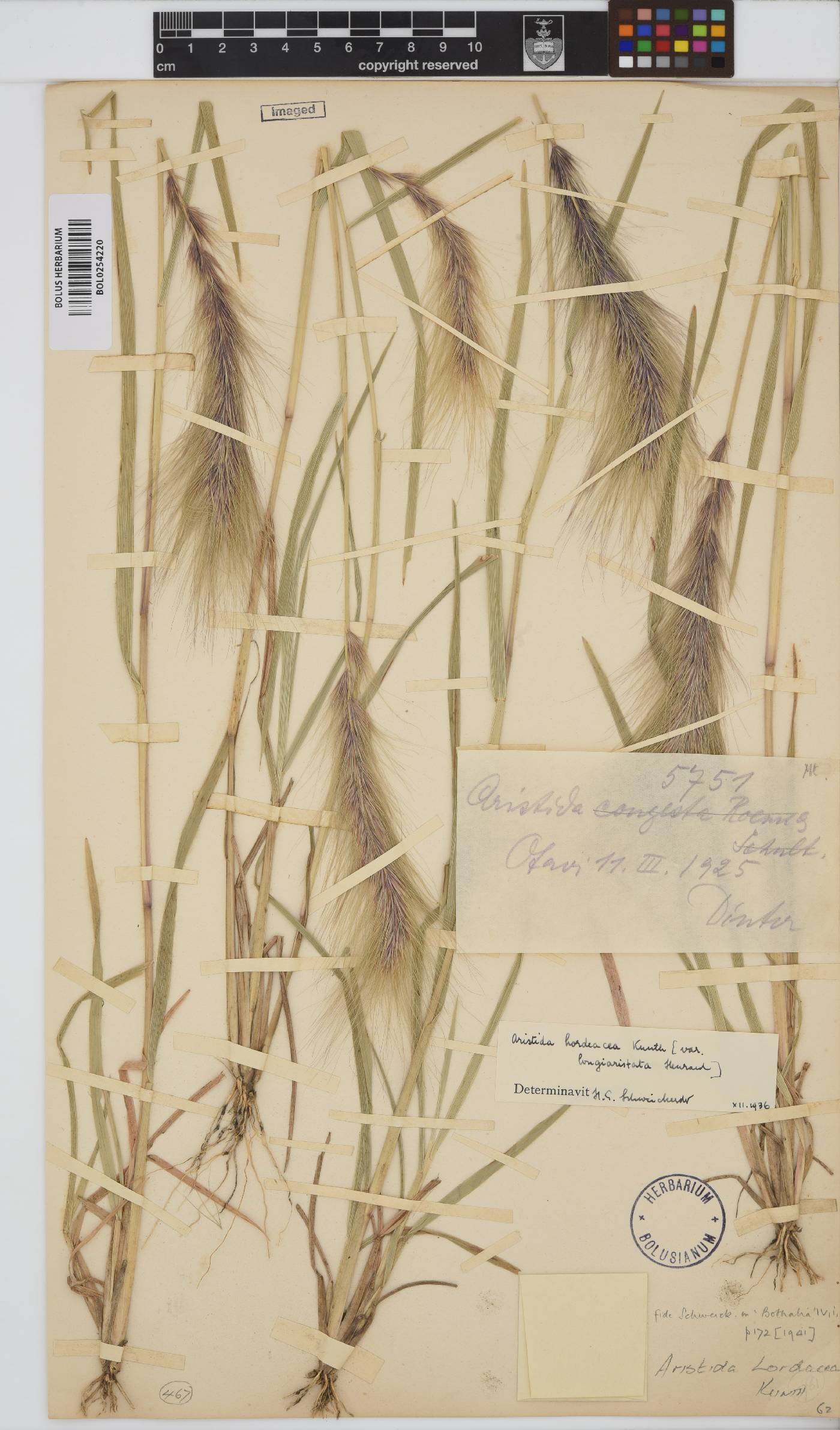 Aristida hordeacea image
