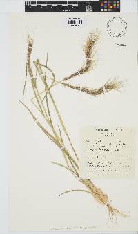 Aristida hordeacea image