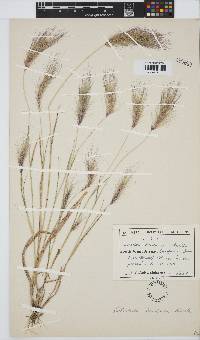 Aristida hordeacea image