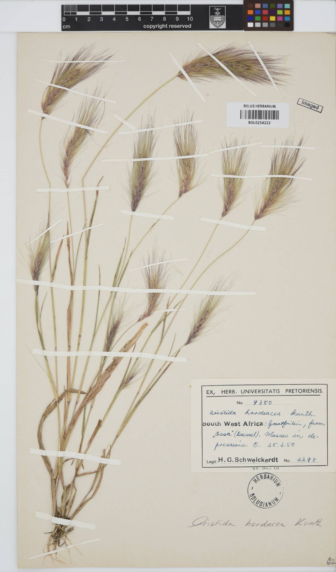 Aristida hordeacea image