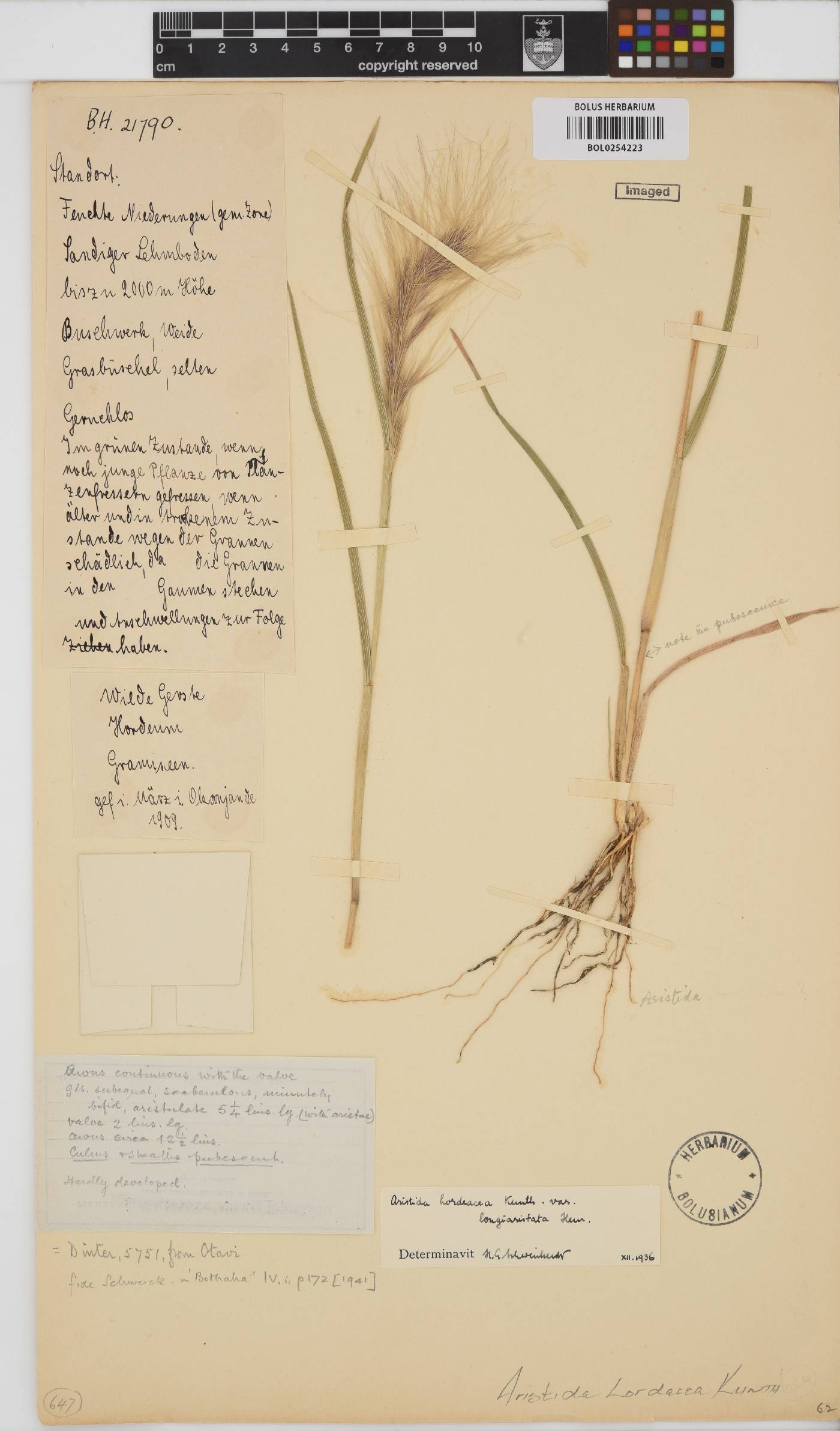 Aristida hordeacea image