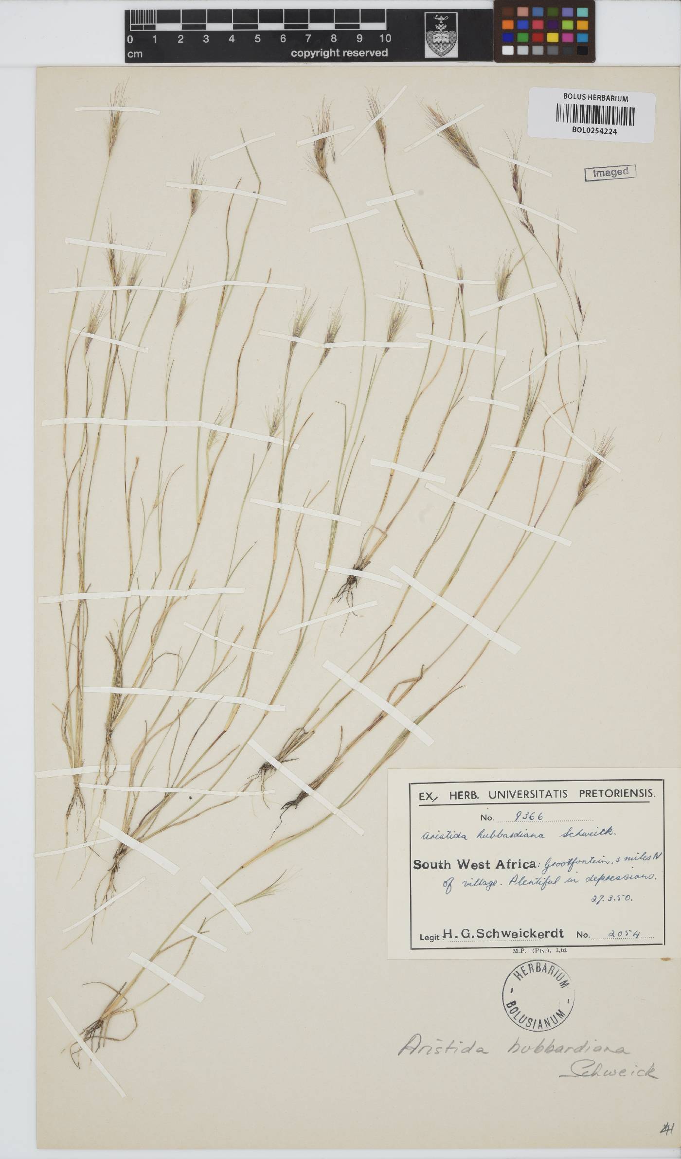 Aristida hubbardiana image