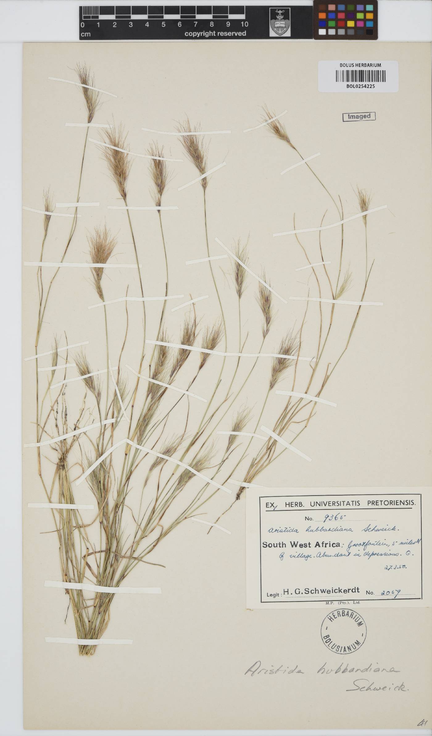 Aristida hubbardiana image