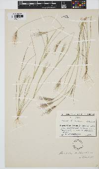 Aristida hubbardiana image