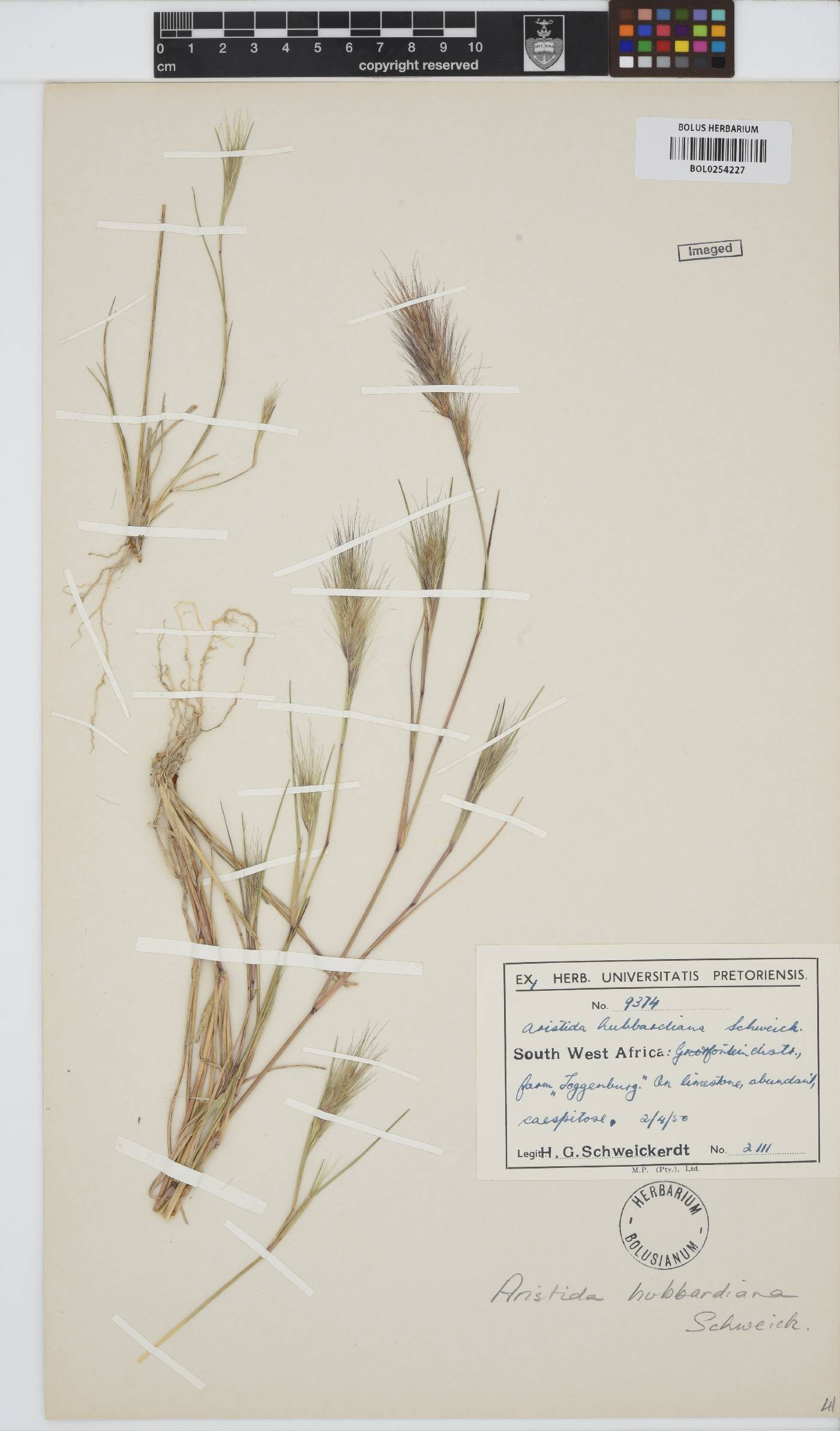 Aristida hubbardiana image