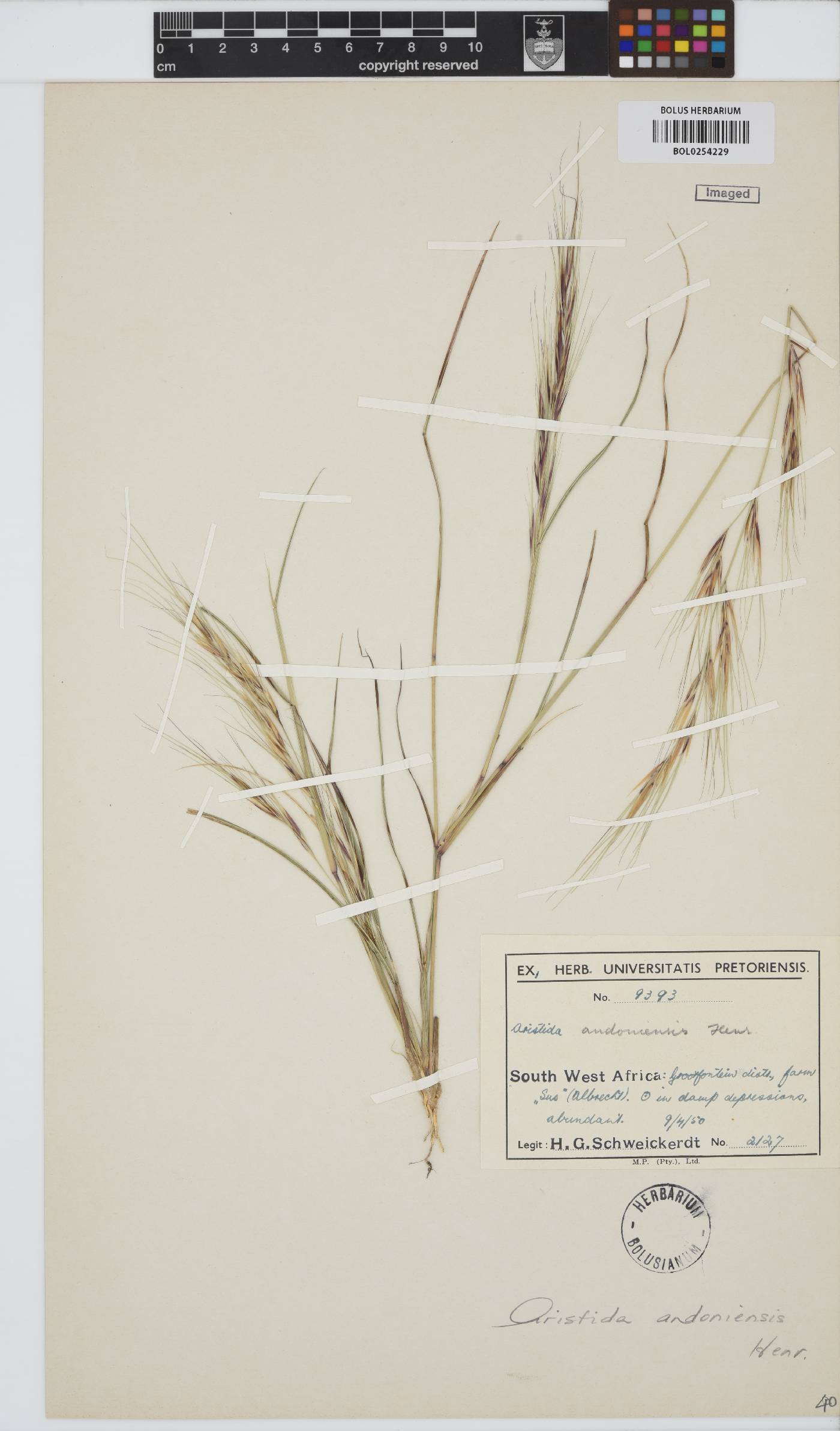 Aristida rhiniochloa image