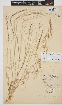 Aristida rhiniochloa image