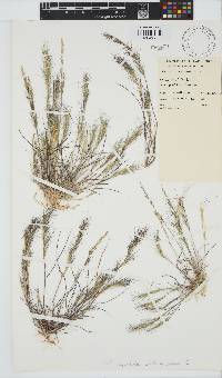 Aristida adscensionis image