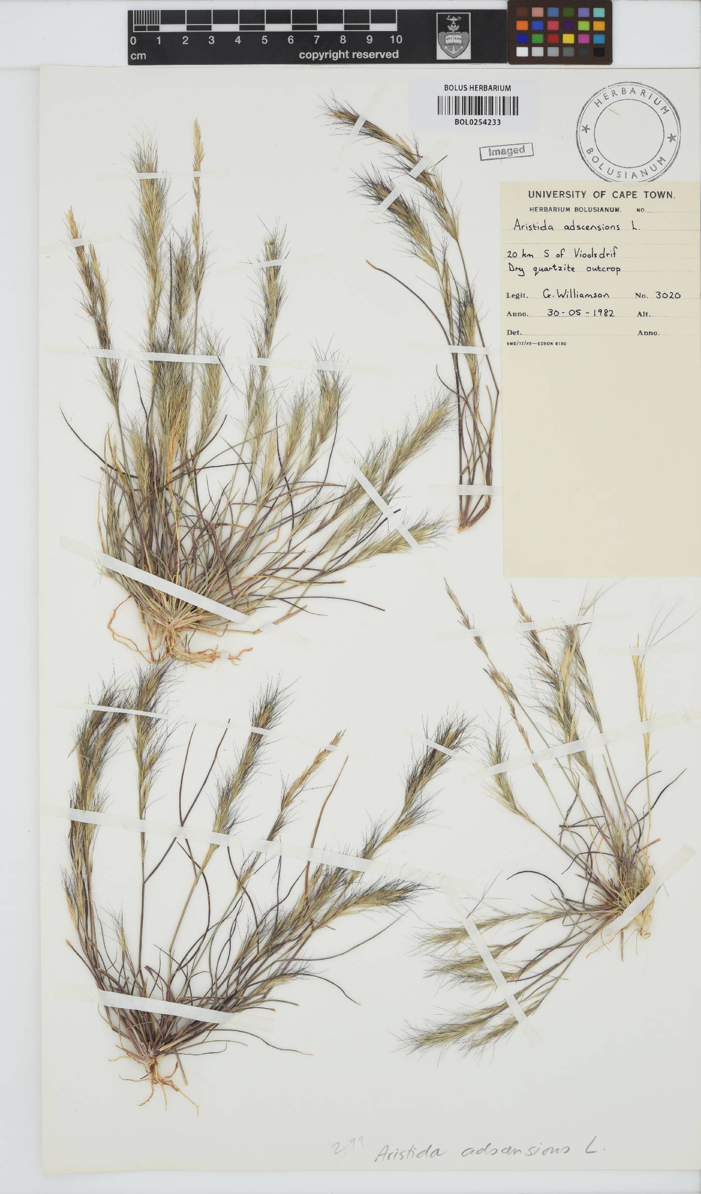 Aristida adscensionis image