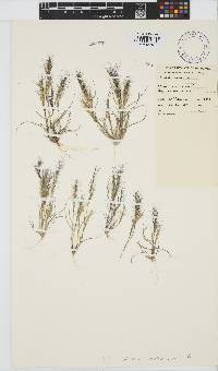 Aristida adscensionis image