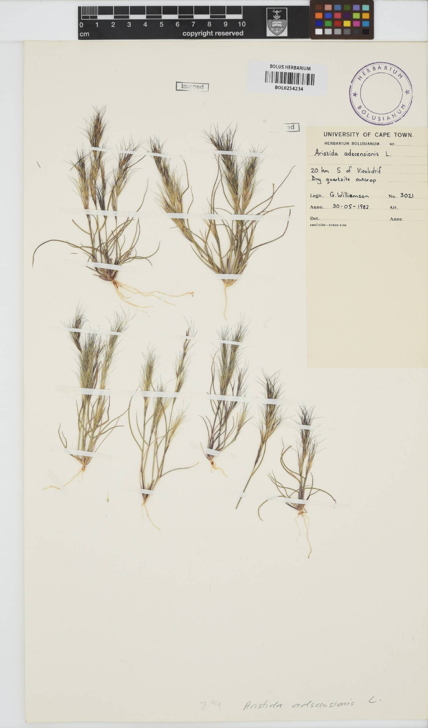 Aristida adscensionis image