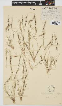 Aristida adscensionis image