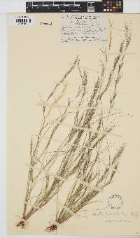 Aristida adscensionis image