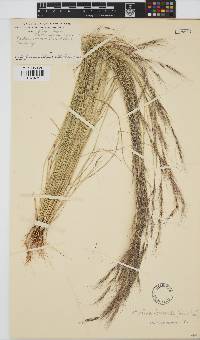 Aristida adscensionis image