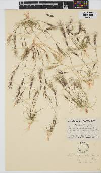 Aristida adscensionis image