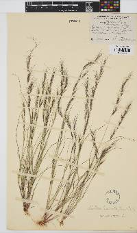 Aristida adscensionis image