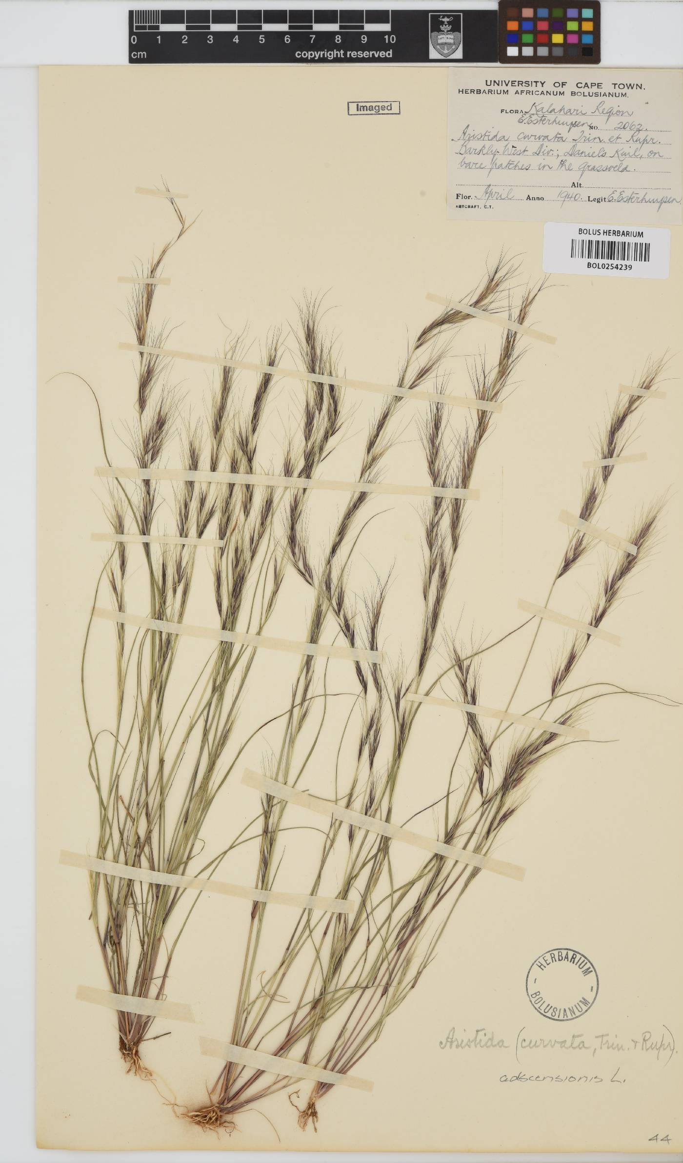 Aristida adscensionis image