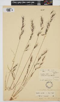 Aristida adscensionis image