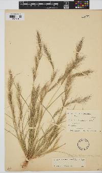 Aristida adscensionis image