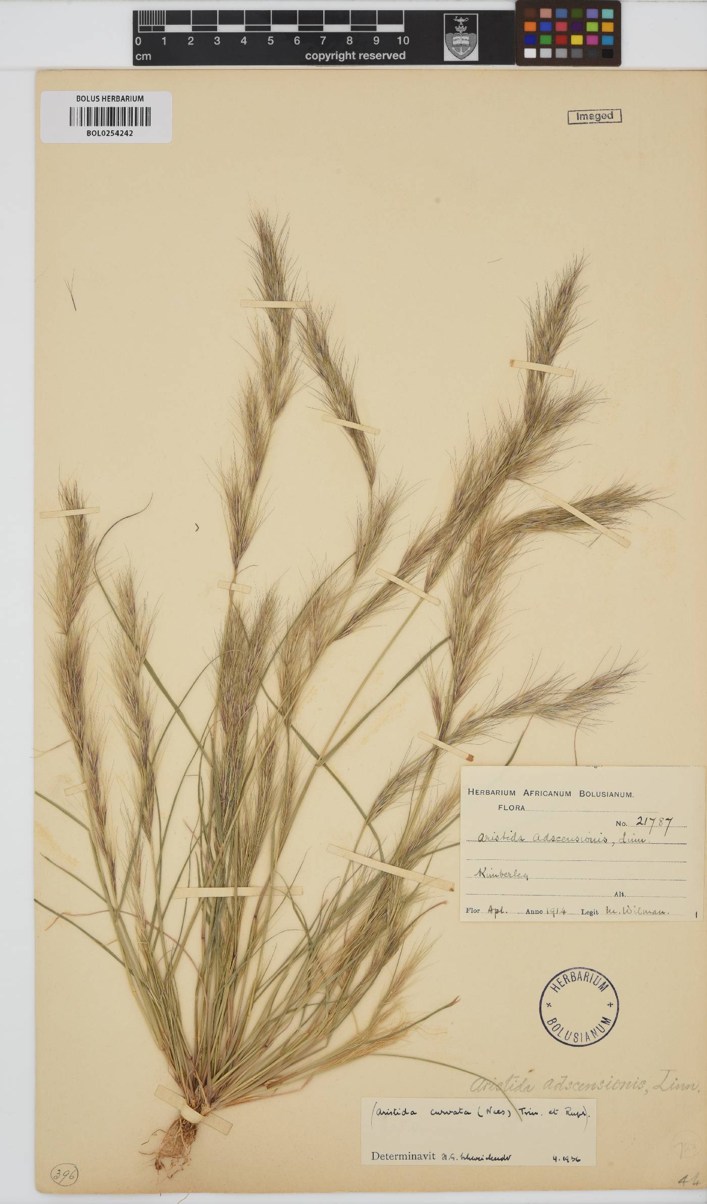 Aristida adscensionis image