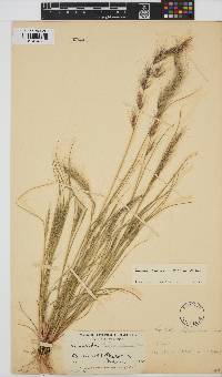 Aristida adscensionis image