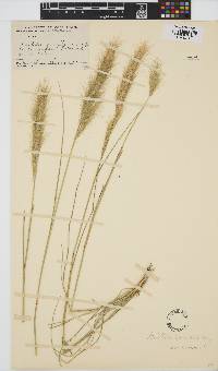 Aristida adscensionis image