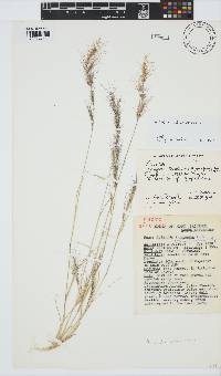 Aristida adscensionis image