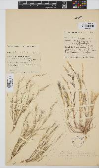 Aristida adscensionis image